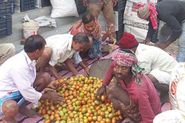Kiosk Block,Pathar Pratima Block Seed Farm Krishak Bazar